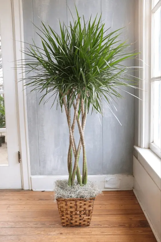 dracaena bamboo plant care