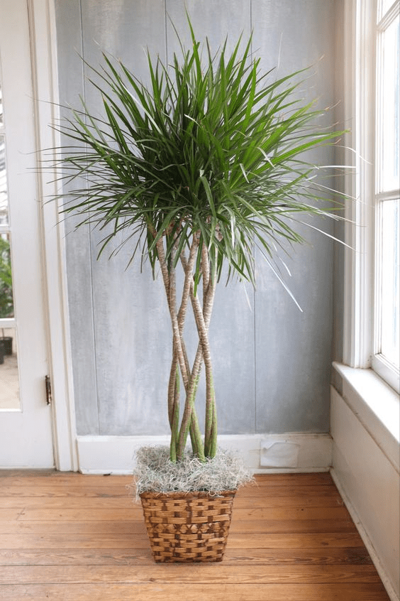 dracaena bamboo plant care