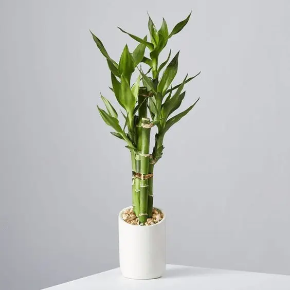 Feng Shui Plants |Dracaena Lucky Bamboo Care