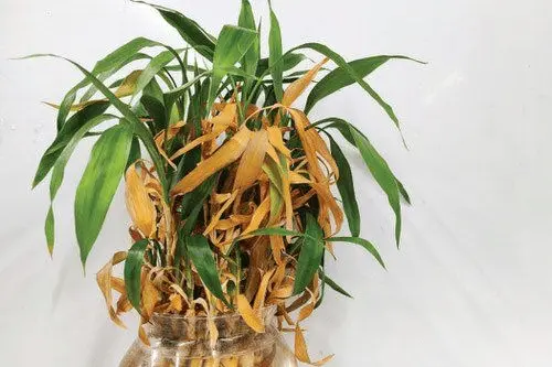 lucky bamboo dracaena sanderiana care
