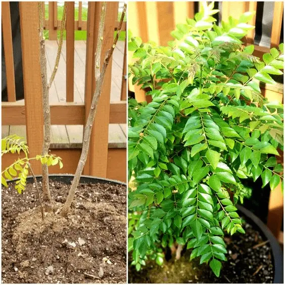 How To Grow A Curry Leaf Plant: A Comprehensive Guide 3 how can i grow curry leaves at home