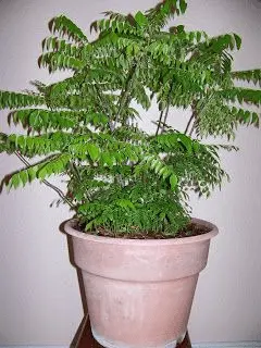 How To Grow A Curry Leaf Plant: A Comprehensive Guide 4 how to grow curry leaves at home without seeds