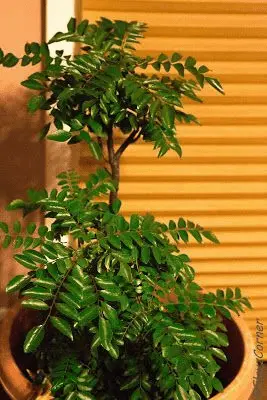 How To Grow A Curry Leaf Plant: A Comprehensive Guide 6 Indoor Curry leaves plant