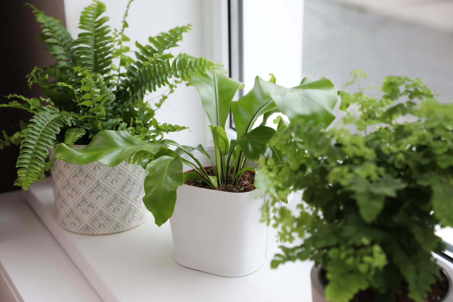 care for ferns outdoors
