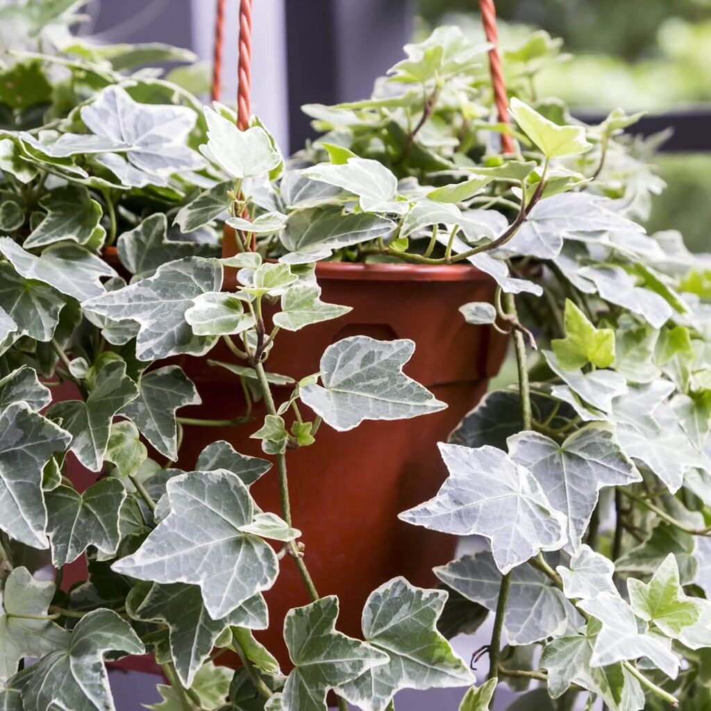 English Ivy Plant|houseplants poisonous for cats