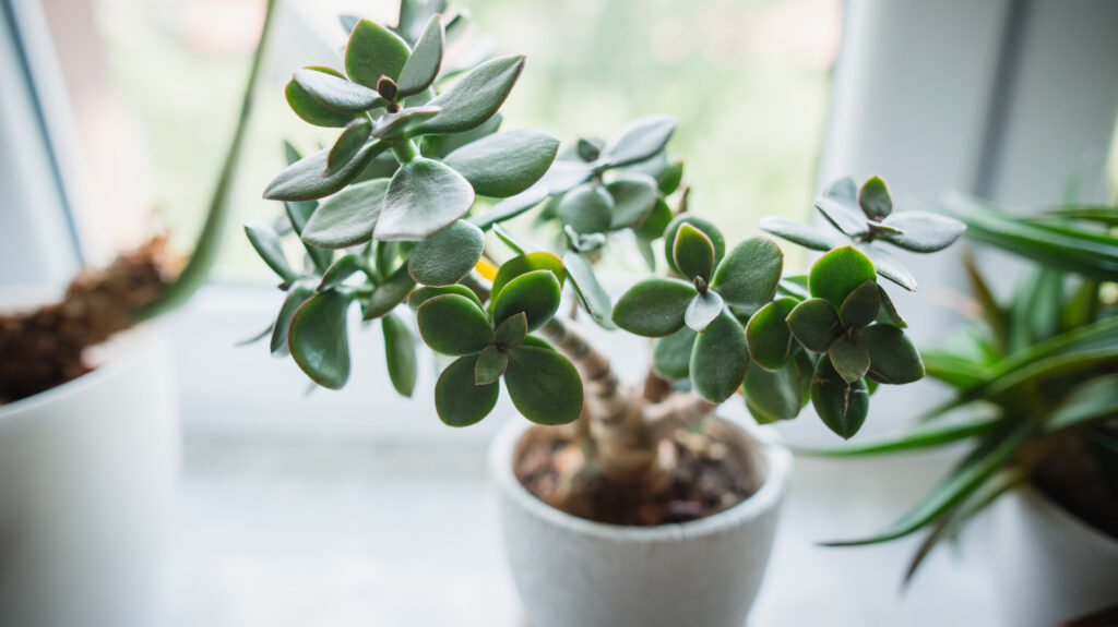 house plants harmful to dogs
