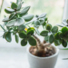 How Do You Take Care of Jade Plants