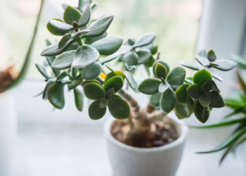 How Do You Take Care of Jade Plants