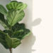 Fiddle Fig Plant Care: A Complete Guide To Keep It Thriving
