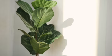 Fiddle Fig Plant Care: A Complete Guide To Keep It Thriving