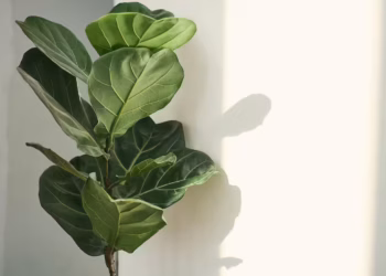 Fiddle Fig Plant Care: A Complete Guide To Keep It Thriving