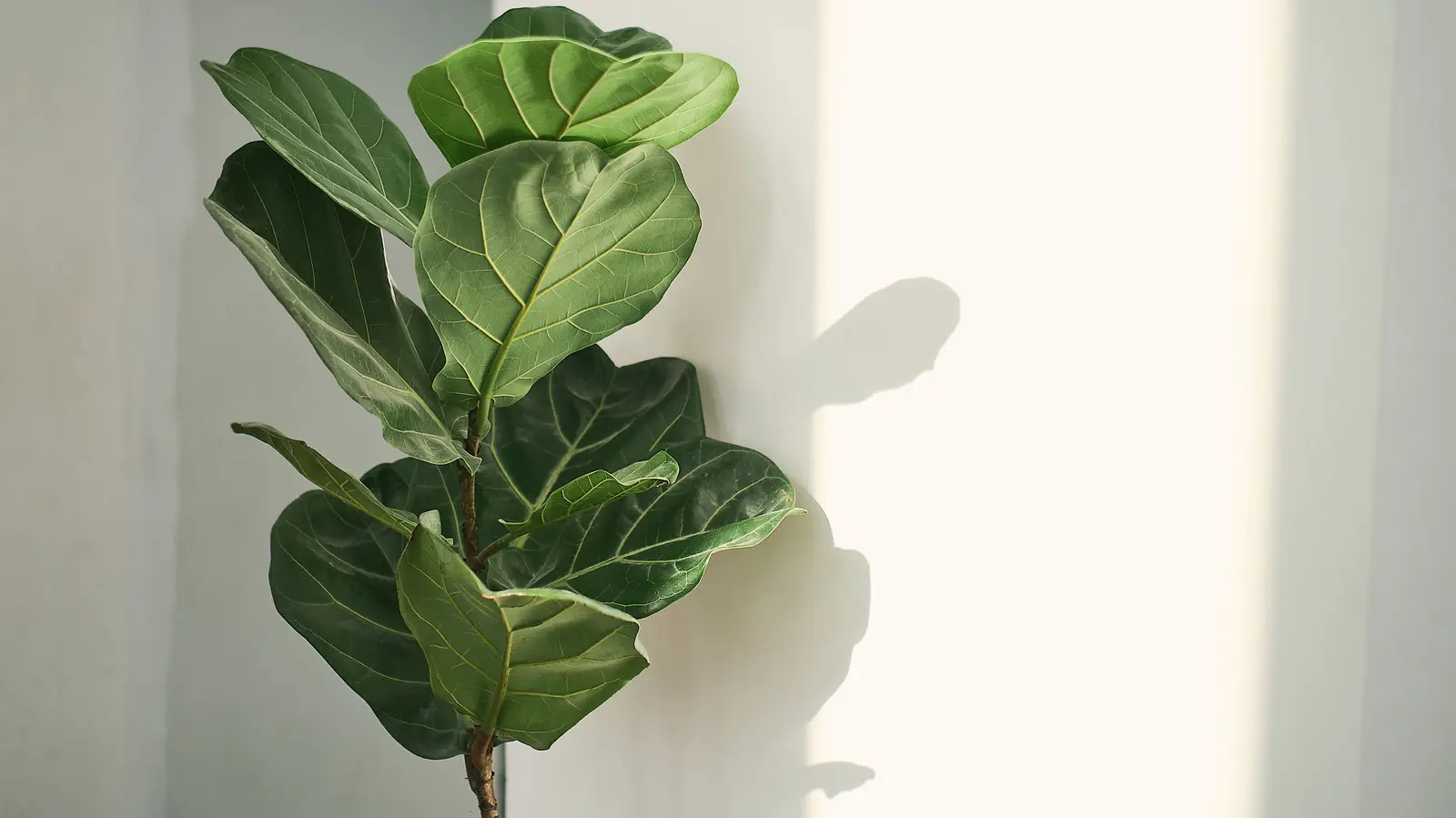 Fiddle Fig Plant Care: A Complete Guide To Keep It Thriving