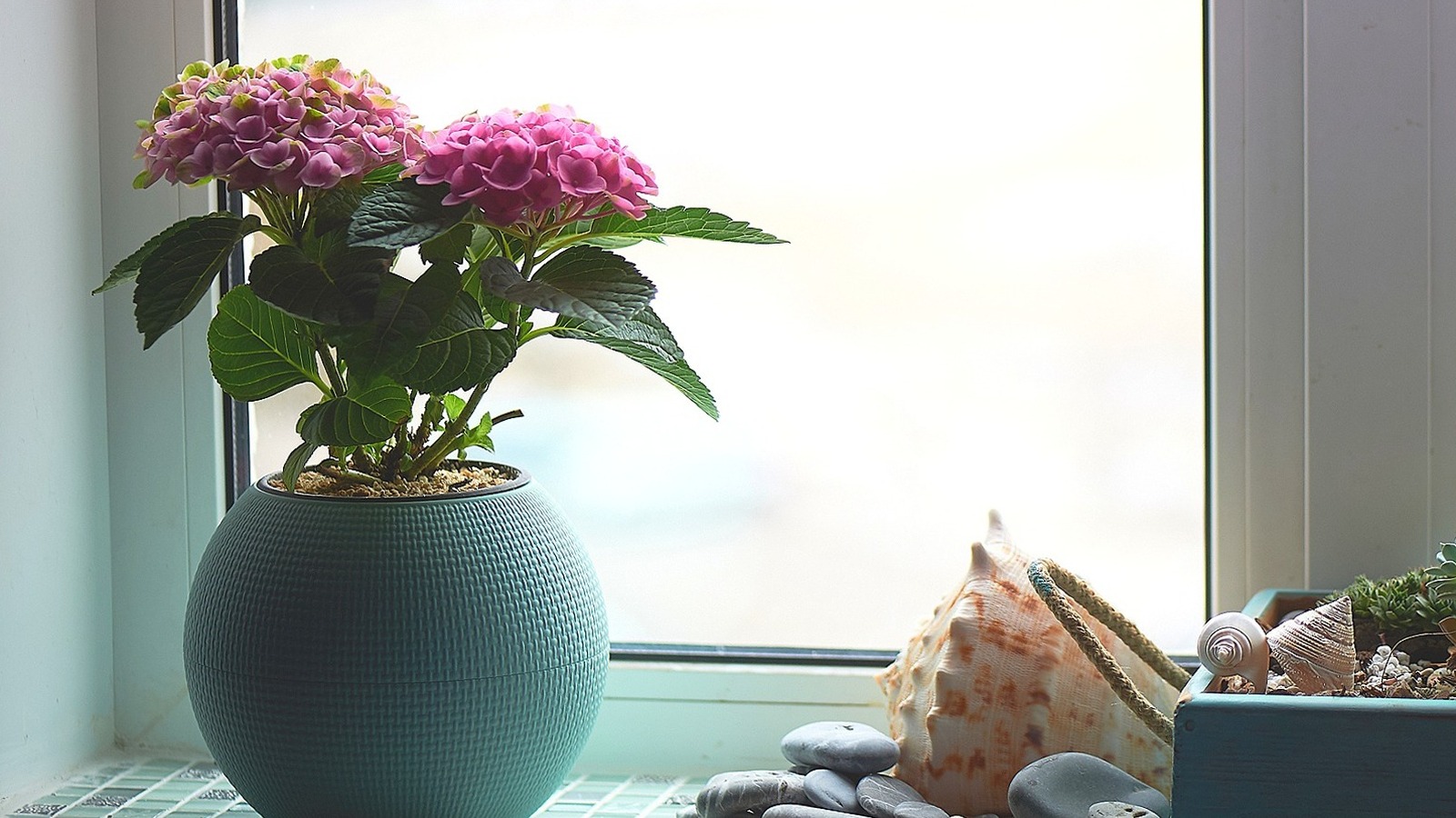 Hydrangea Care Tips