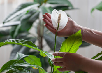 Peace Lily Plant Flower Turning Brown