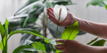Peace Lily Plant Flower Turning Brown