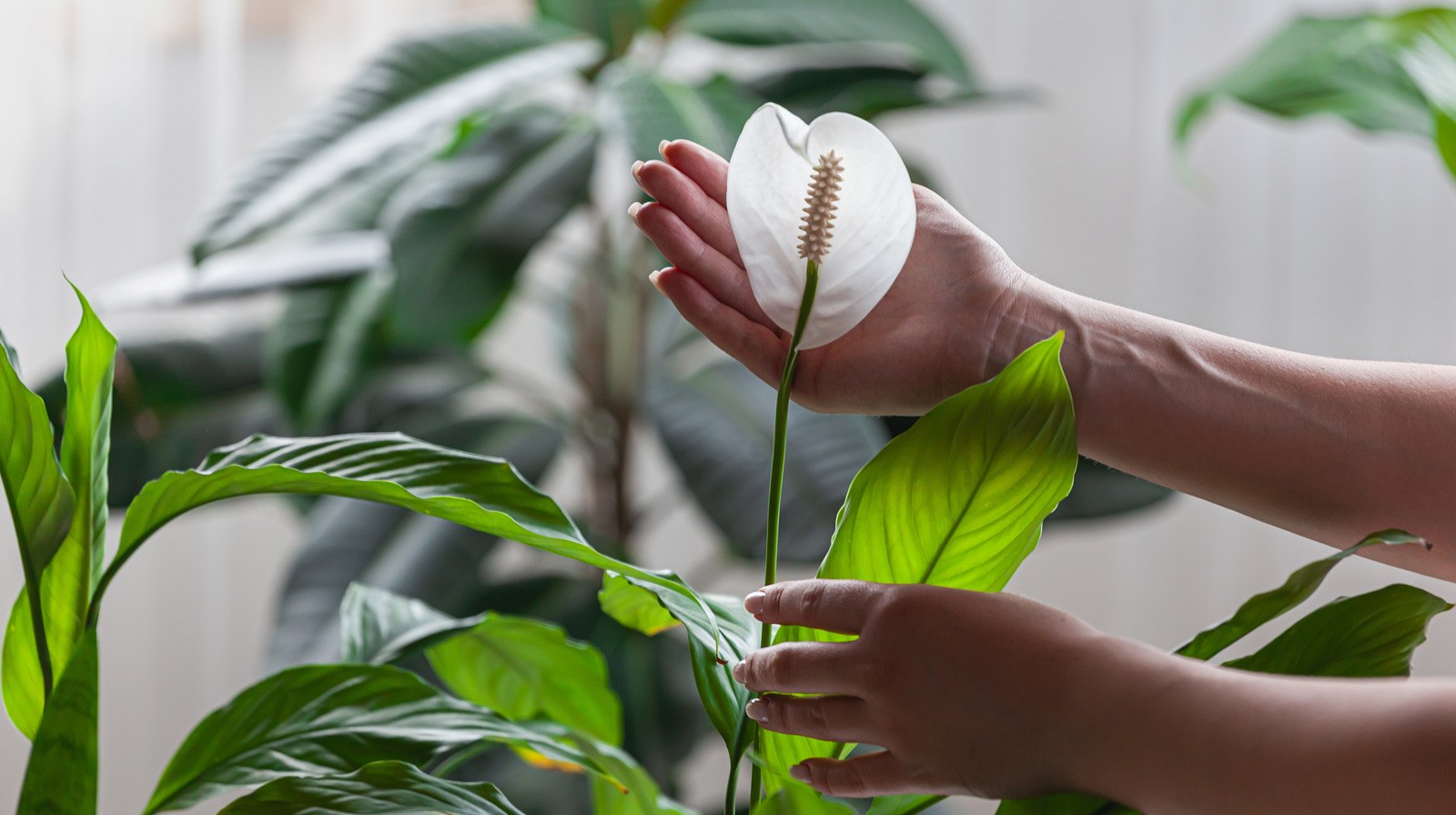 Peace Lily Plant Flower Turning Brown