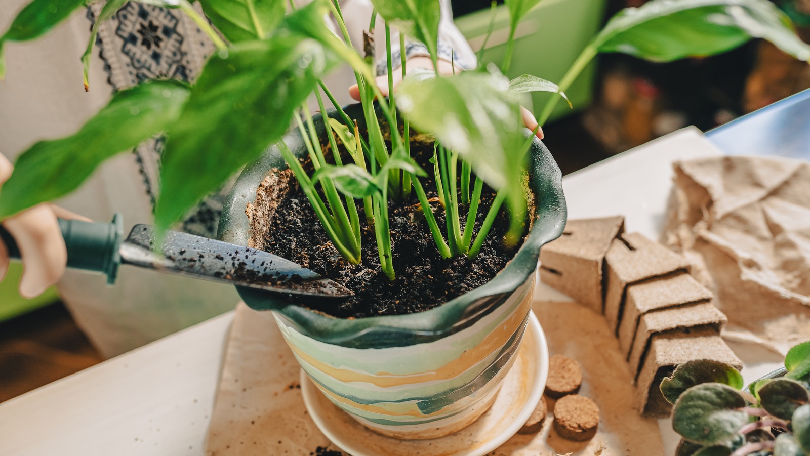 peace lily brown