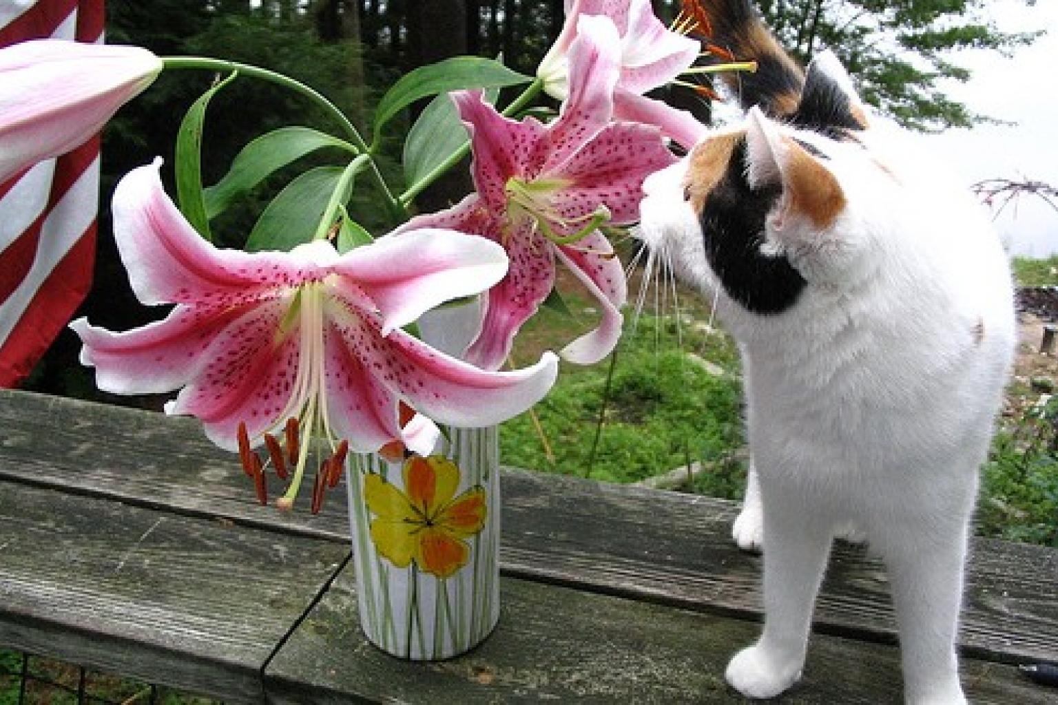poisonous houseplants to cats