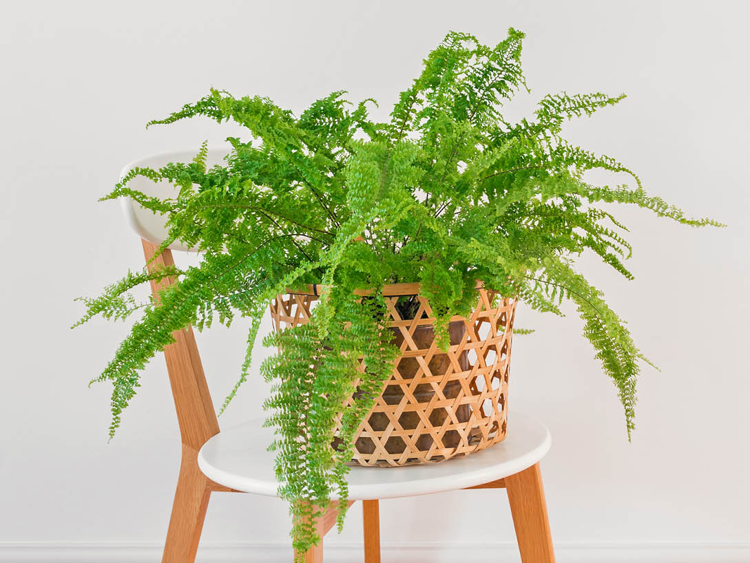 maiden fern care
