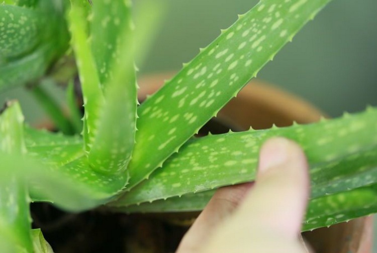 how to take care of a aloe vera
