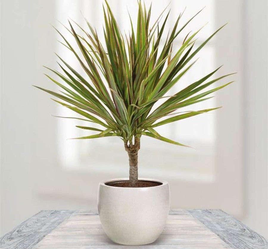 Dracaena marginata Plant