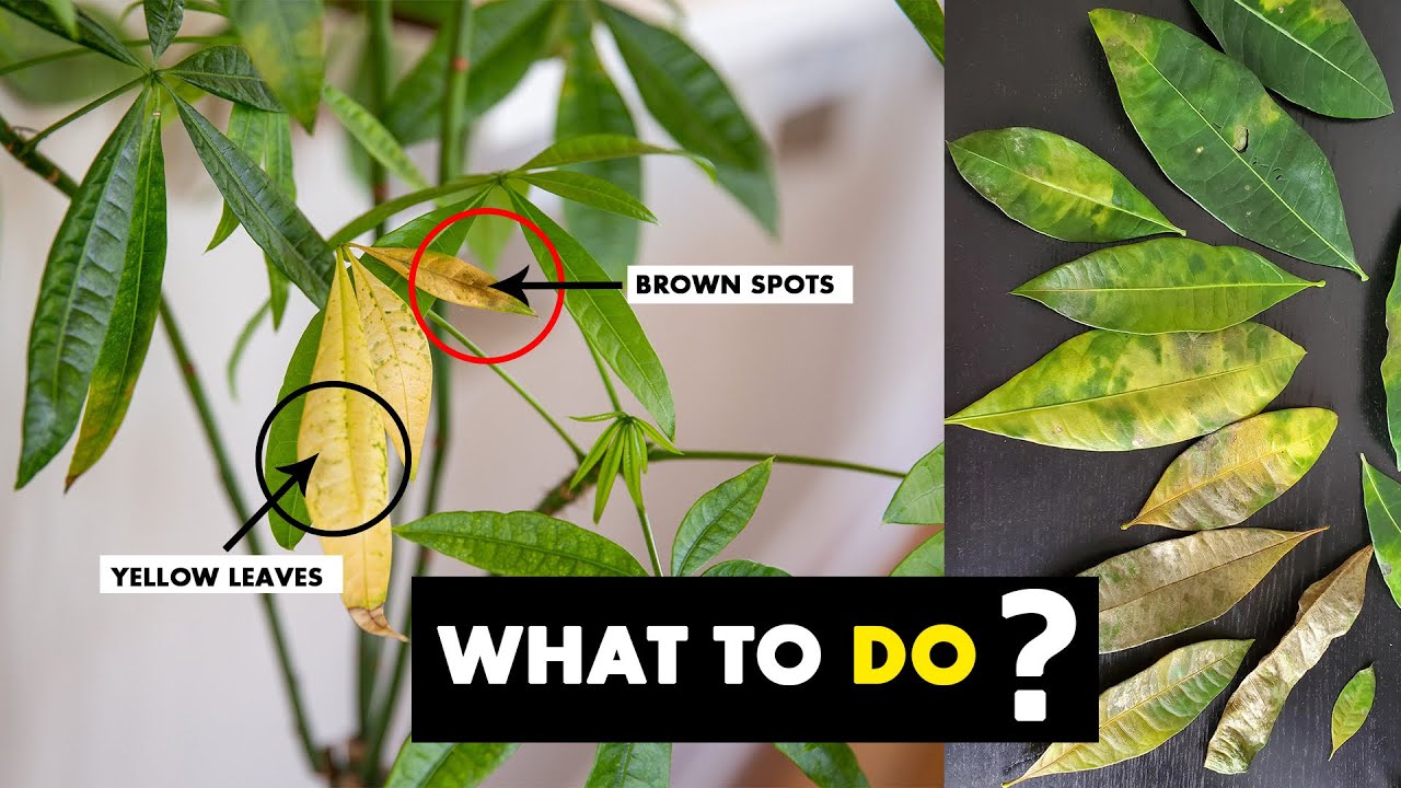 how to care for a pachira money tree
