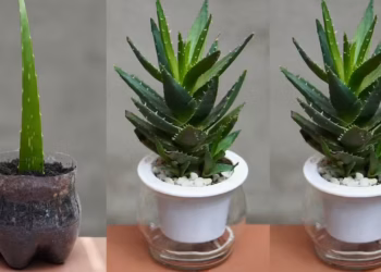 Propagating Aloe Vera Plants