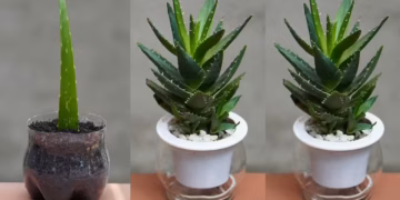 Propagating Aloe Vera Plants