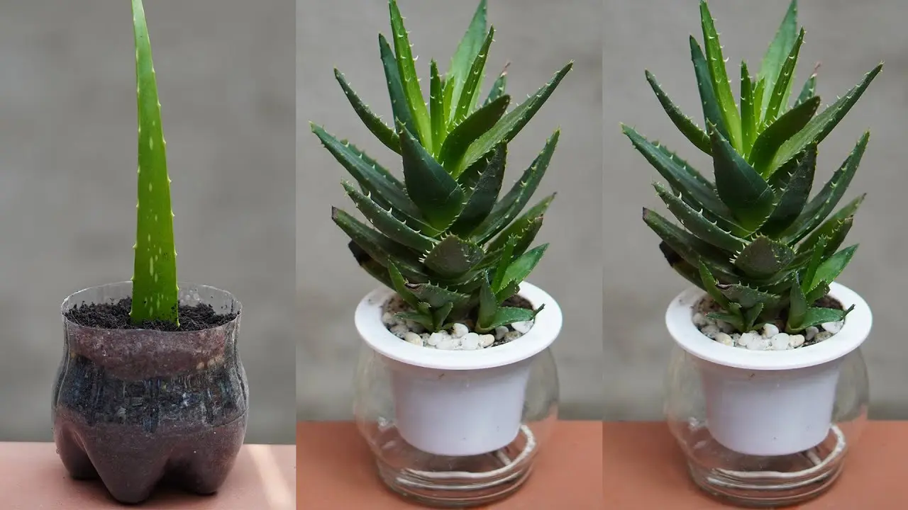 Propagating Aloe Vera Plants