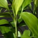 Dracaena Lucky Bamboo Care Guide: Amazing Growing Tips 16 Dracaena Lucky Bamboo Care Guide