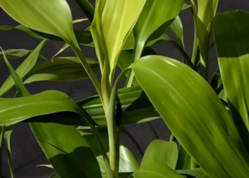 Dracaena Lucky Bamboo Care Guide