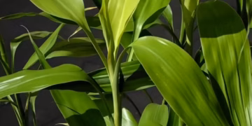 Dracaena Lucky Bamboo Care Guide