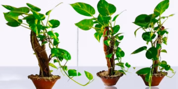 Learn How To Repot Money Plant like a pro!