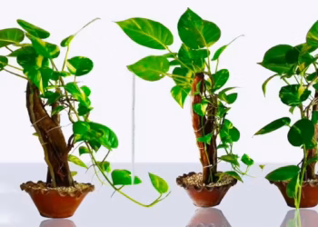 Learn How To Repot Money Plant like a pro!