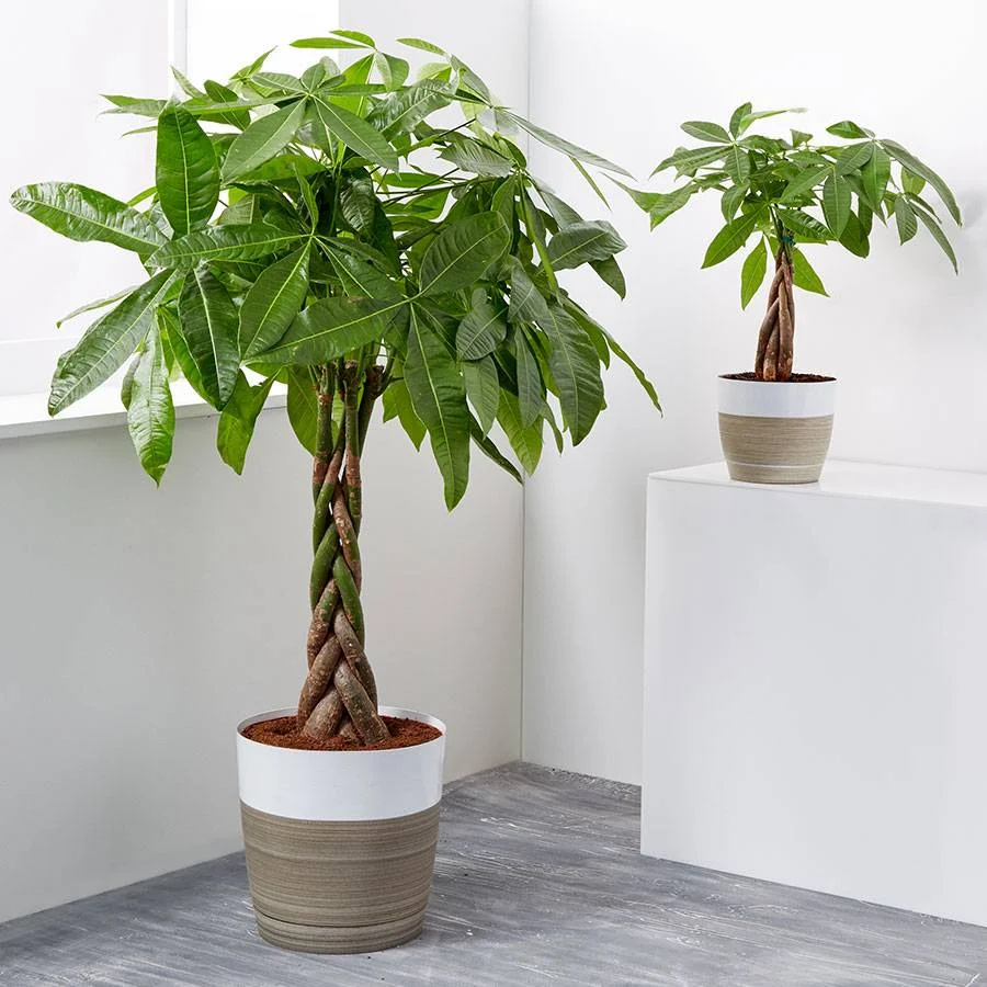 how to propagate pachira
