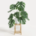Care Monstera Plant: How To Care For A Cheese Plant