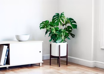 Care Monstera Plant: How To Care For A Cheese Plant
