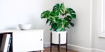 Care Monstera Plant: How To Care For A Cheese Plant