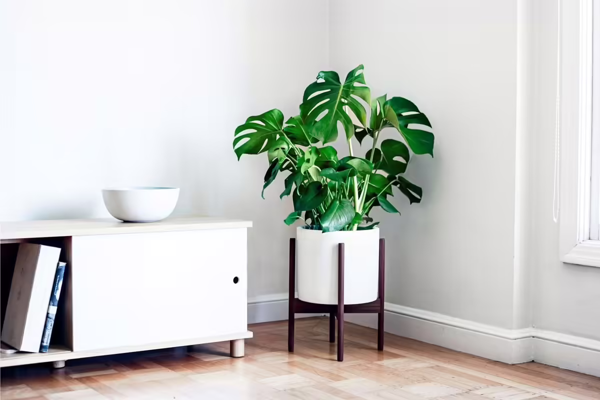 Care Monstera Plant: How To Care For A Cheese Plant