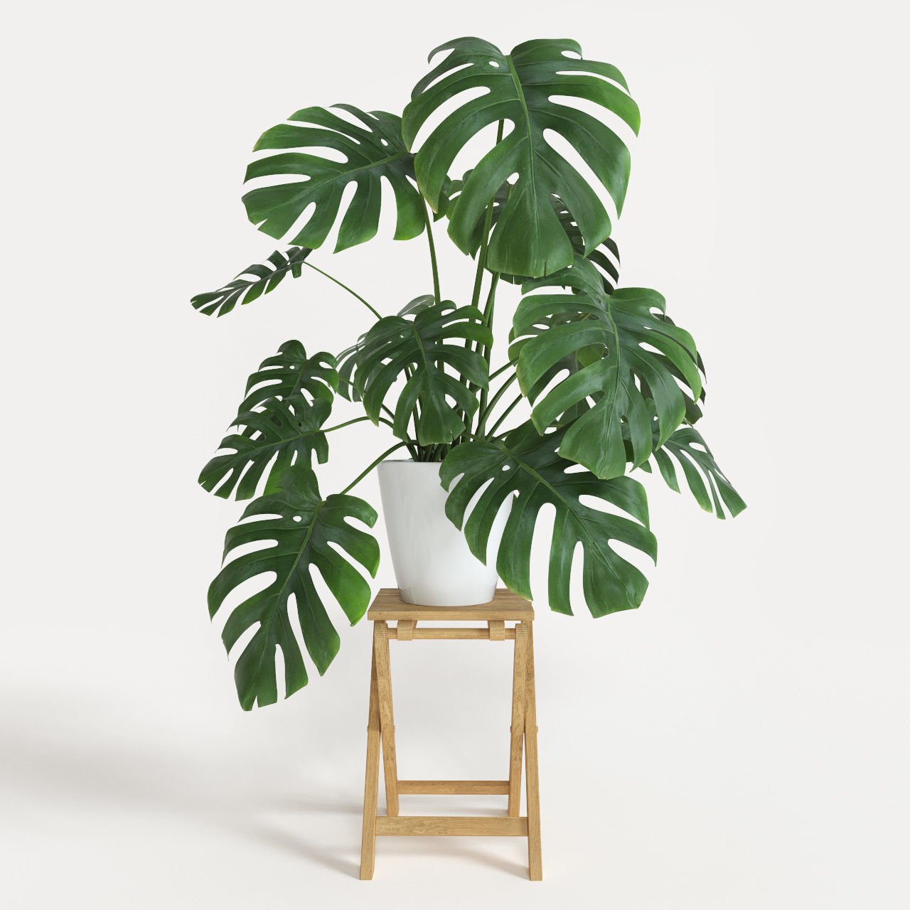 Care Monstera Plant