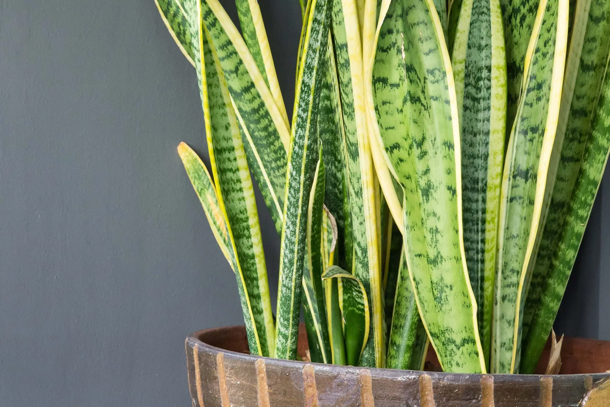 Snake Plant Turning Yellow: All The Causes And How To Fix It 8 snake plant dried tips