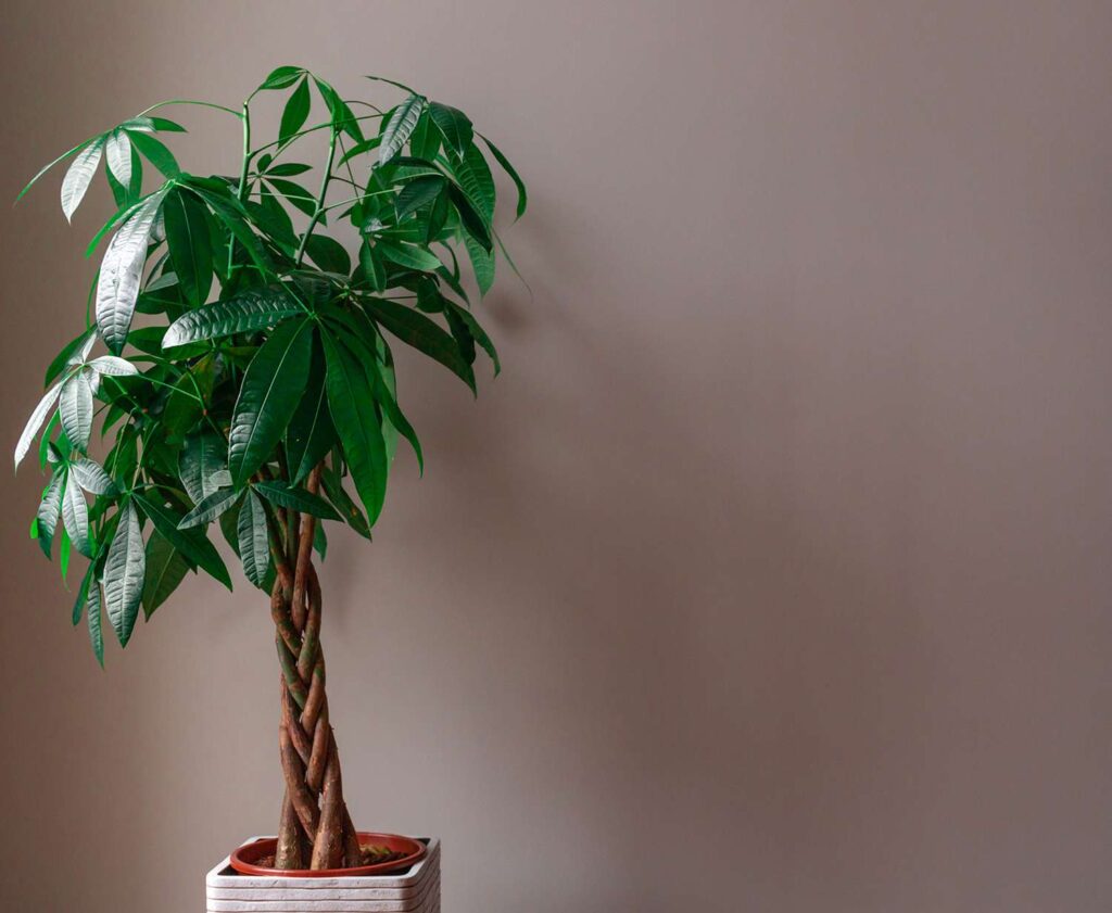 how to care for a pachira plant
