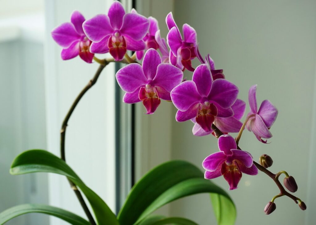 How Do You Take Care of an Orchid: Easy Gardenig Tips