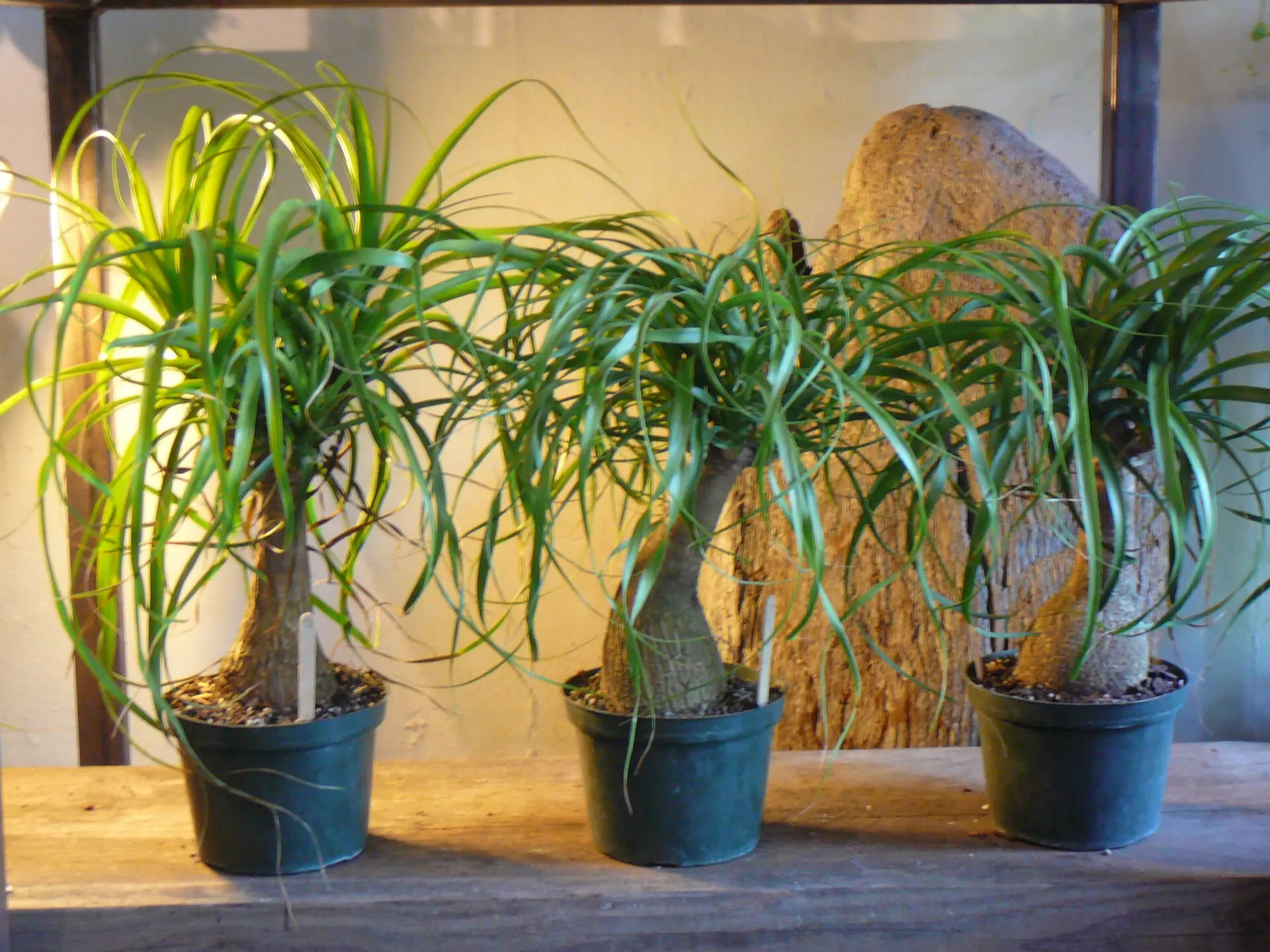 ponytail palm tree propagation
