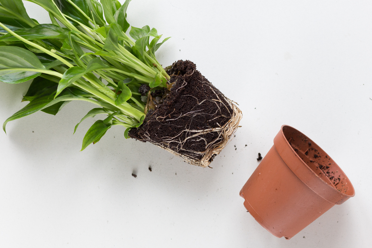 Untimed Pace Lily Care: How To Grow and Care for It 6 how to care for a peace lily plant indoors
