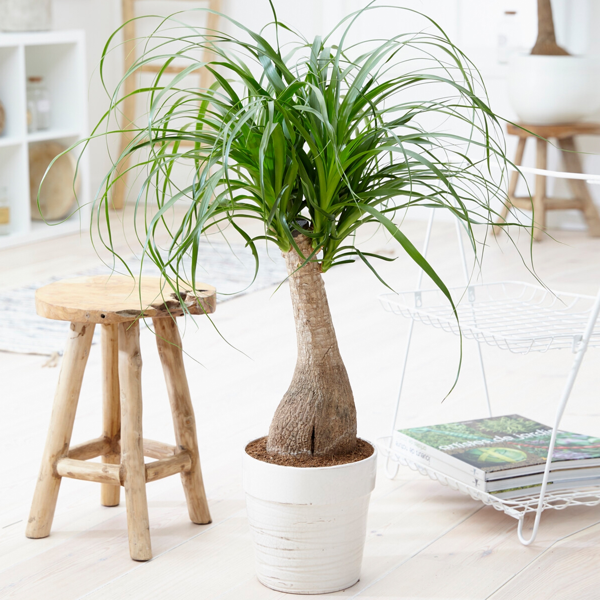 Ponytail Palm Care|how to care for a ponytail palm plant
