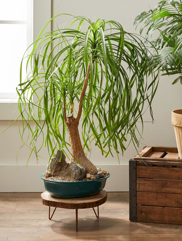 how to care for a ponytail palm tree
