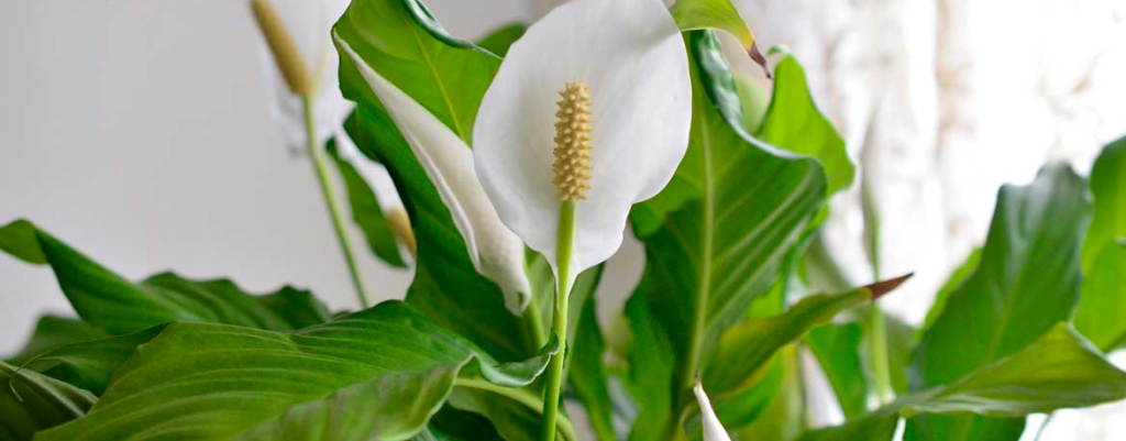 Pace Lily Care| Peace Lily Plant Flower Turning Brown