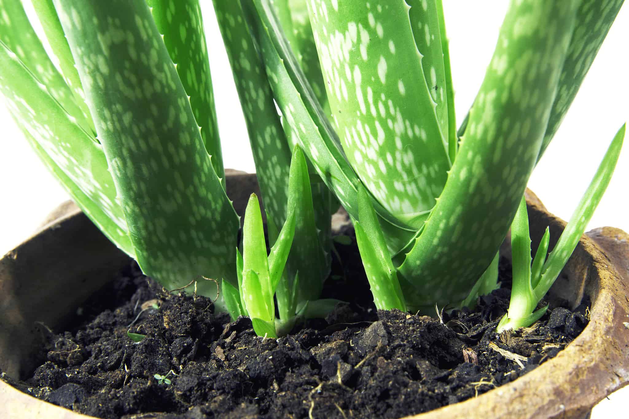 how to take care of a aloe
