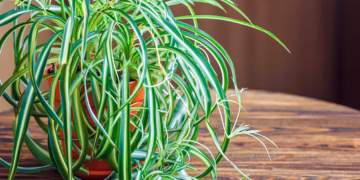 airplane plant care